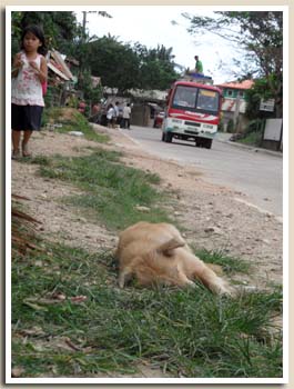 chien et bus